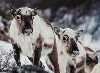 Caribou